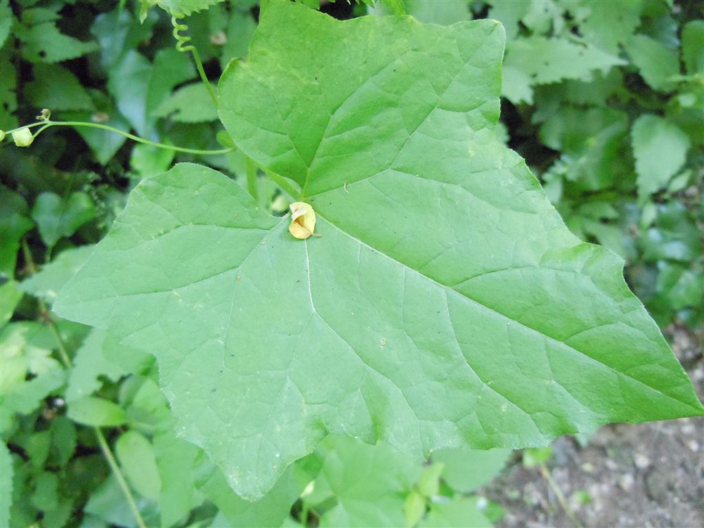 Dagli Astroni:  Bryonia cretica